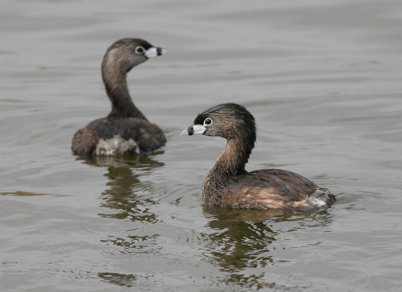 Pied-billed Grebes