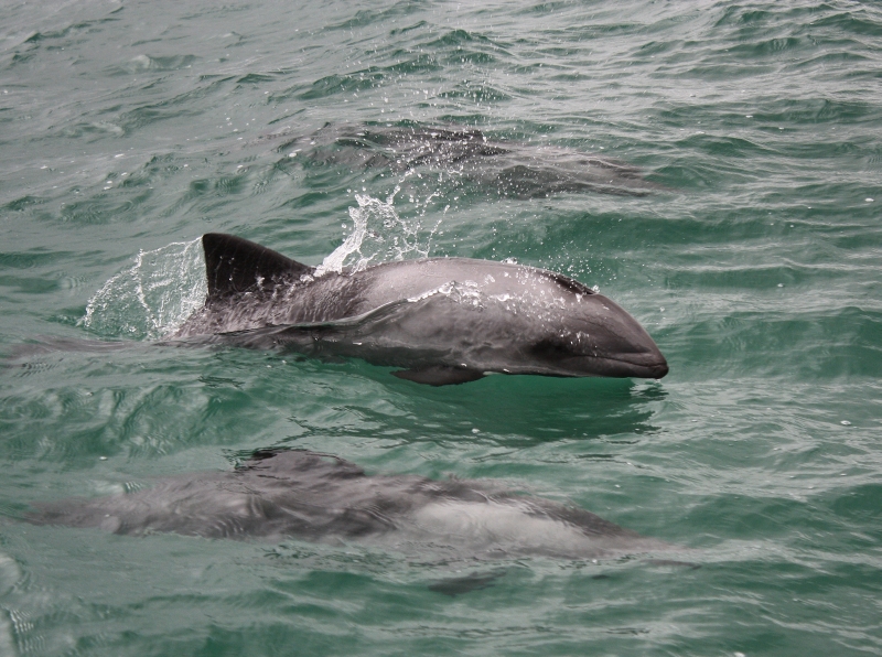 Havisides Dolphins