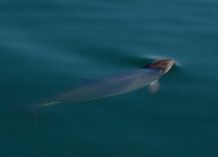 Harbour Porpoise breaking the surface 02