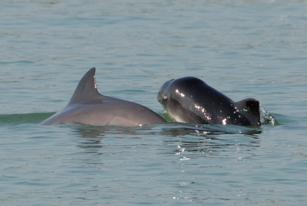 Harbour Porpoise mother-calf pair 03