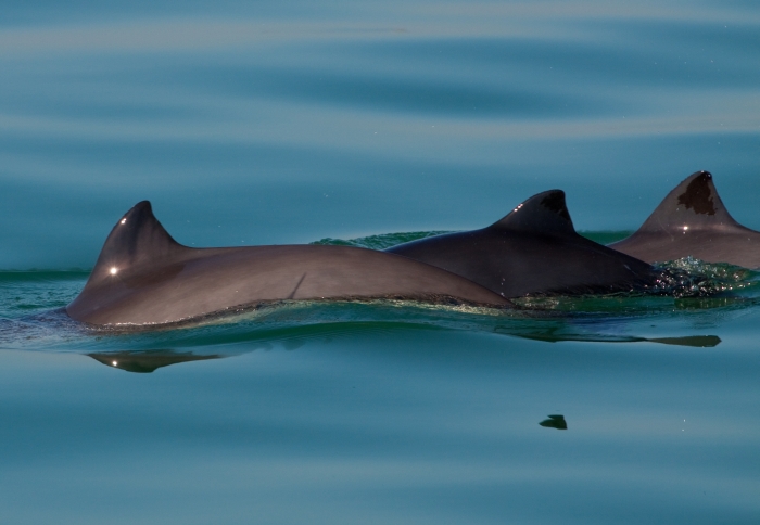 Group of 3 Harbour Porpoises