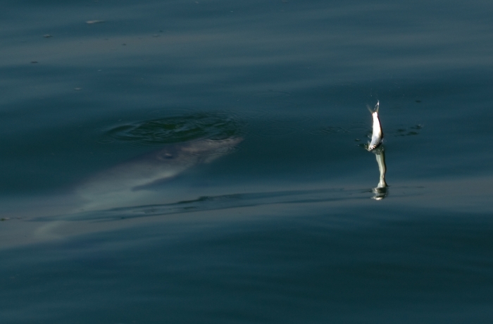 Harbour Porpoise chasing a fish (01)