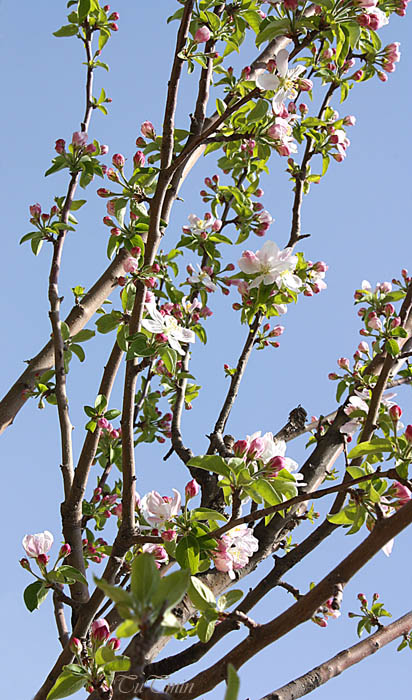 apples season