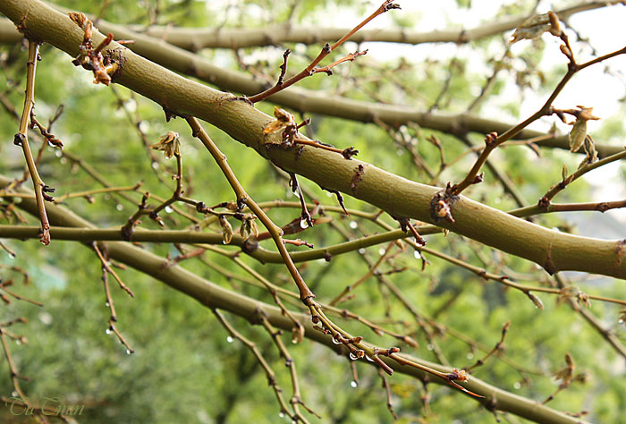 wet twigs