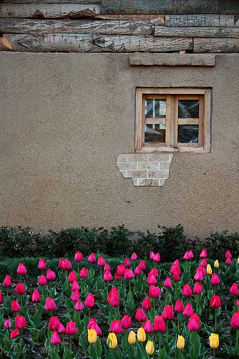 the color of life