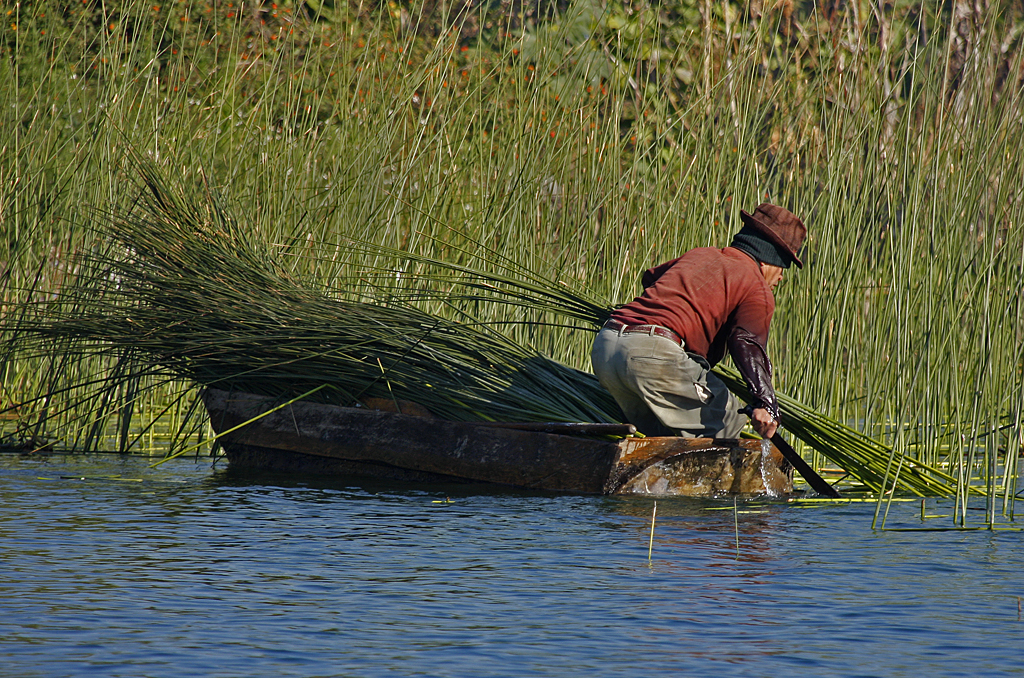 Moving Lake Grass into Boat