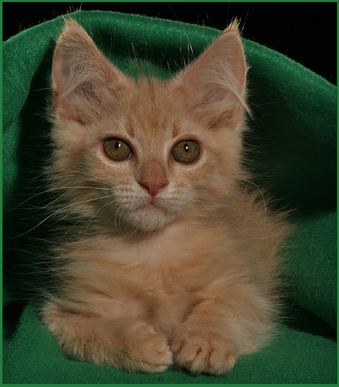 Ginger Green Blanket