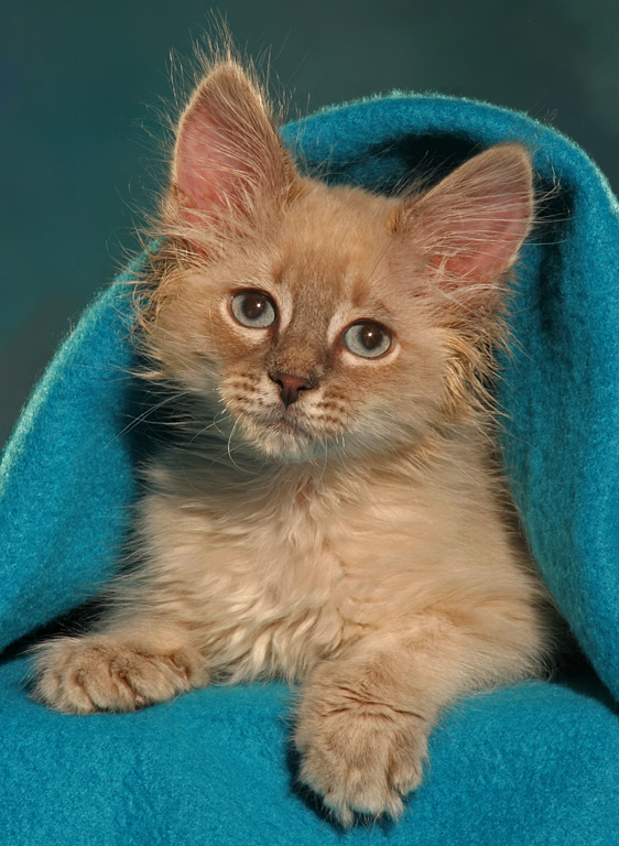 Rags Teal Blanket