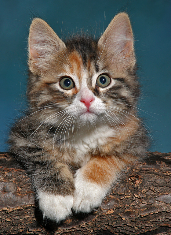 Ginger Tiger Kitten