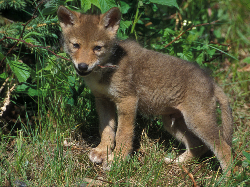 Coyote Pup Chewing Twig