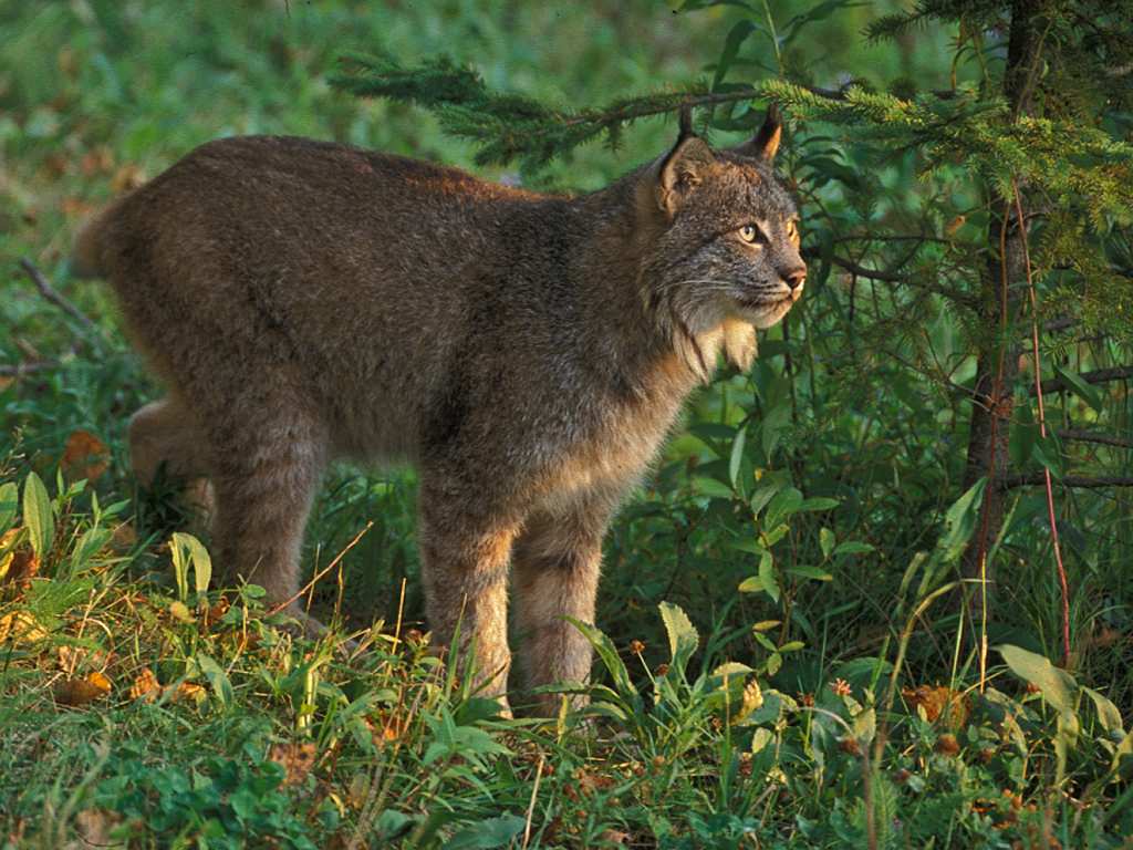 Lynx Morning Lite