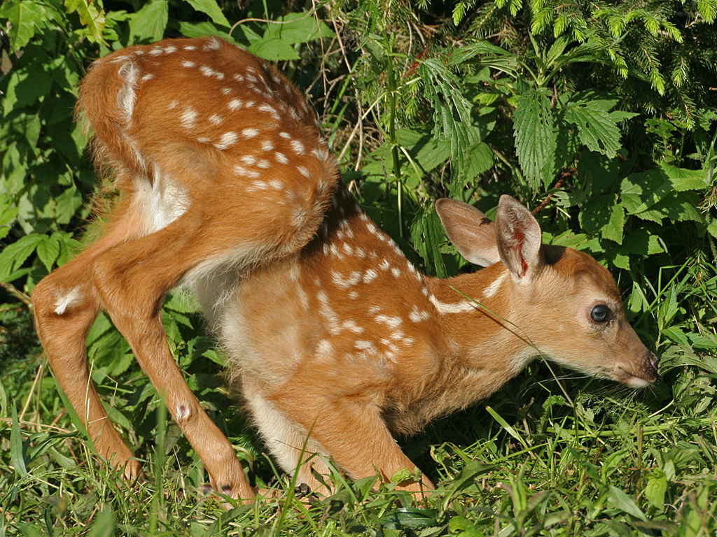 Fawn Starting Down