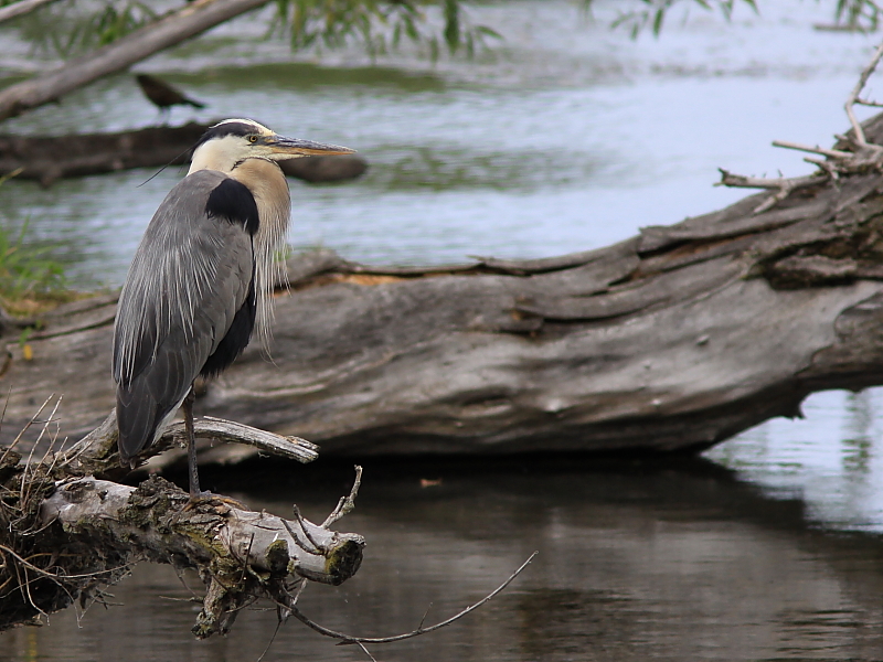 Grand Heron - Great Blue Heron 