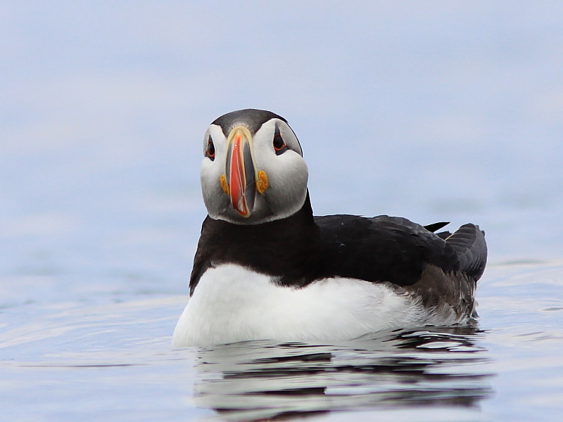 Macareux Moine - Atlantic Puffin 