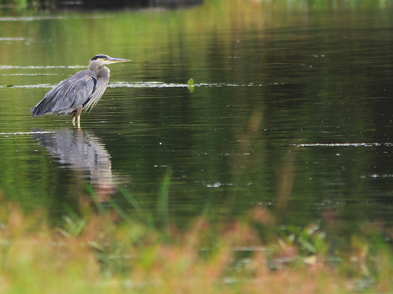 Heron 