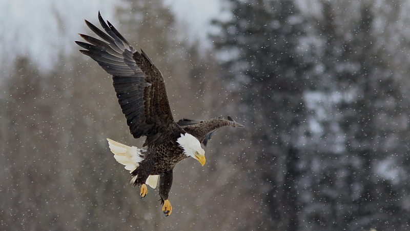 Pygargue - Bald head eagle