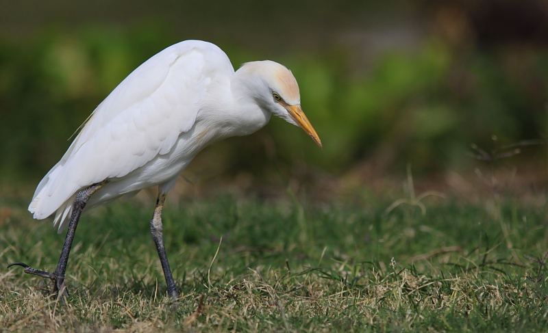 Hron garde-boeuf - Cattle egret 