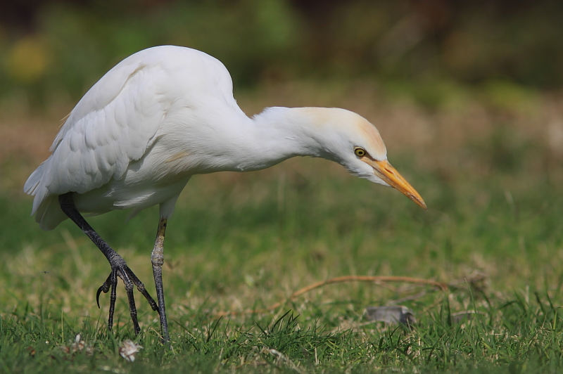 Hron garde-boeuf - Cattle Egret 