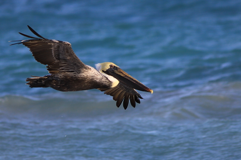 Plican Brun - Brown Pelican  