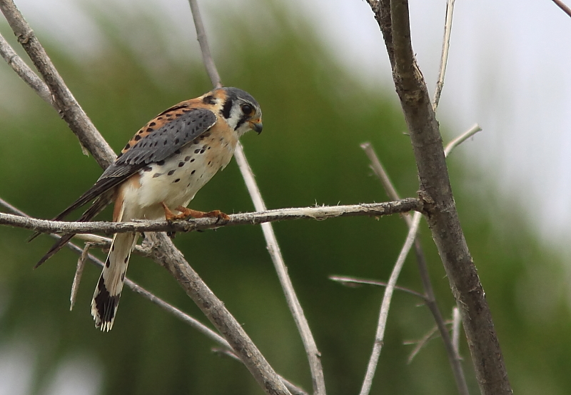 Crcerelle d`Amrique - American Kestrel 
