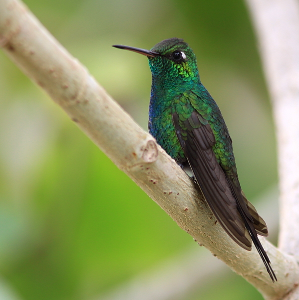 meraude de Ricord - Cuban emerald hummingbird