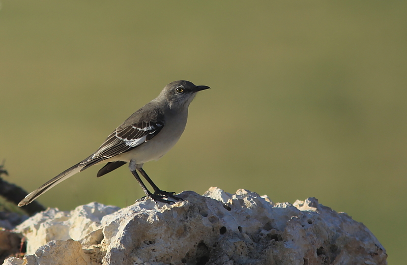 Moqueur Polyglotte - Northern Mockingbird 
