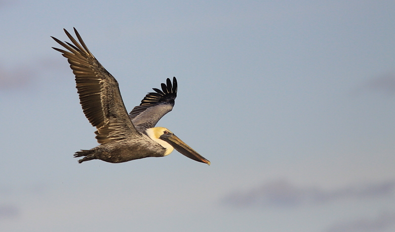 Plican Brun - Brown Pelican 