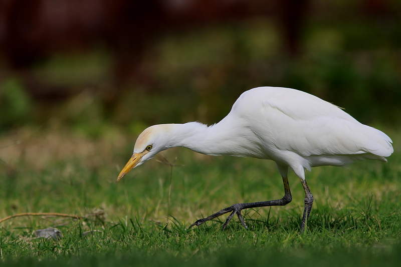Hron Garde-boeufs - Cattle Egret 