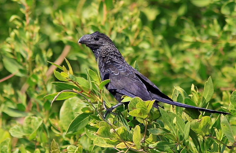 Ani a bec-lisse - Smooth-billed Ani