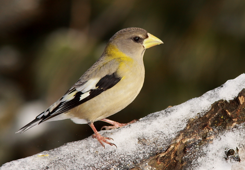 Gros-Bec Errant - Evening Grosbeak  