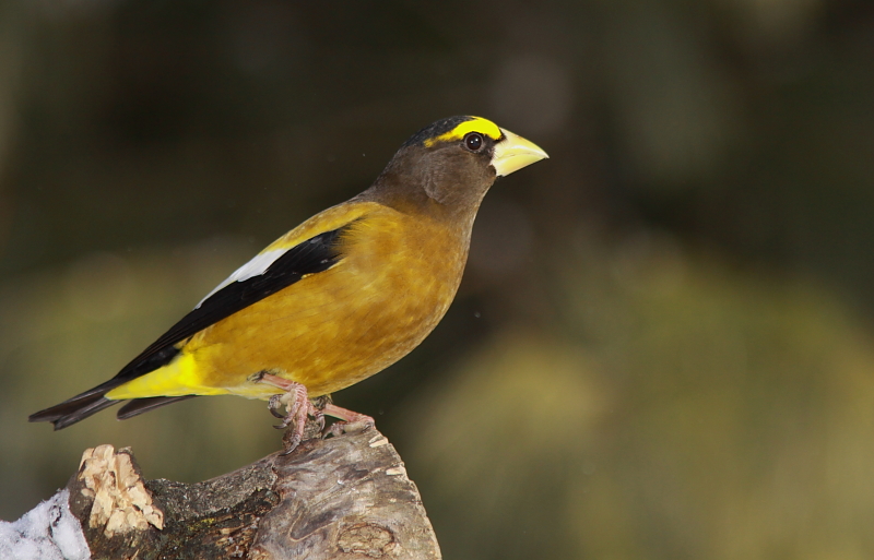 Gros-bec Errant - Evening Grosbeak  