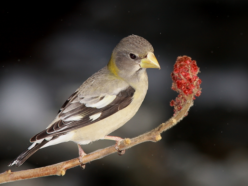 Gros-bec Errant - Evening Grosbeak 