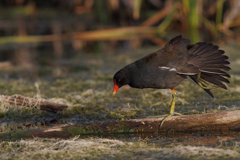 Gallinule Poule d`eau - Common Moorhen 