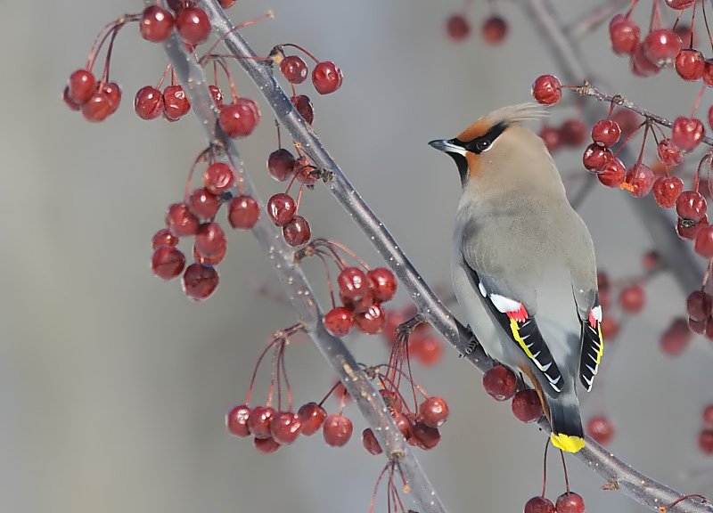 Jaseur Boral - Bohemian Waxwing