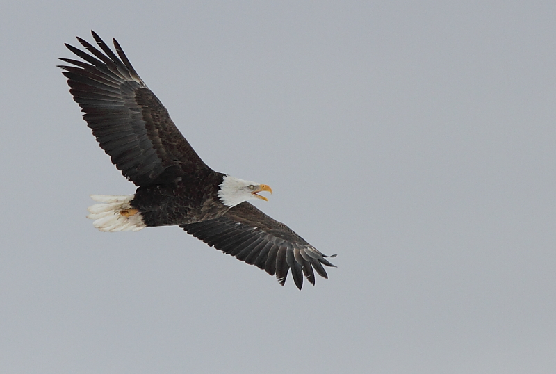 Pygargue - Bald Head Eagle