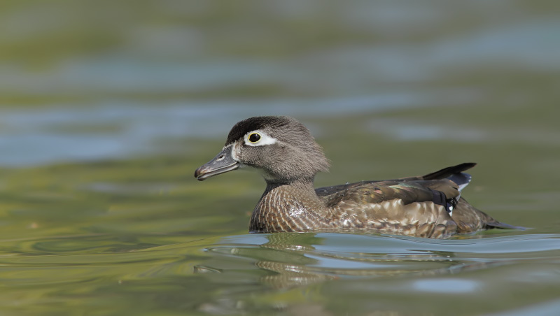 Canard Branchu - Wood Duck