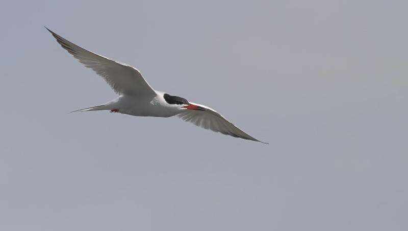 Sterne Pierregarin - Common Tern 
