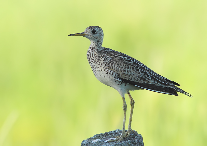 Maubeche des Champs - Upland Sandpiper