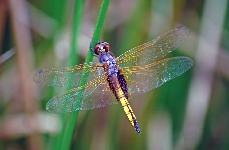 Hyacinth Glider