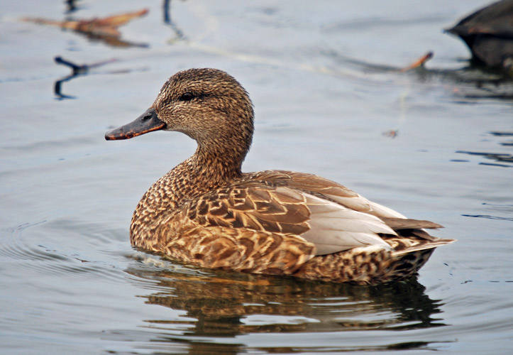 Gadwall