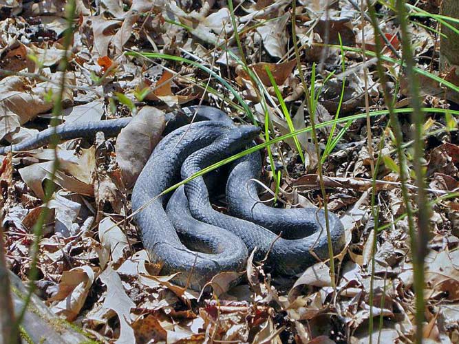 southern black racer southern black racer