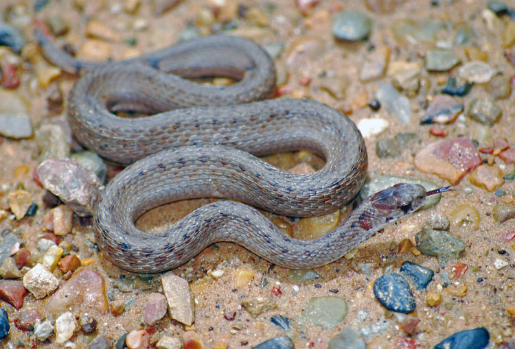 Texas Brown Snake