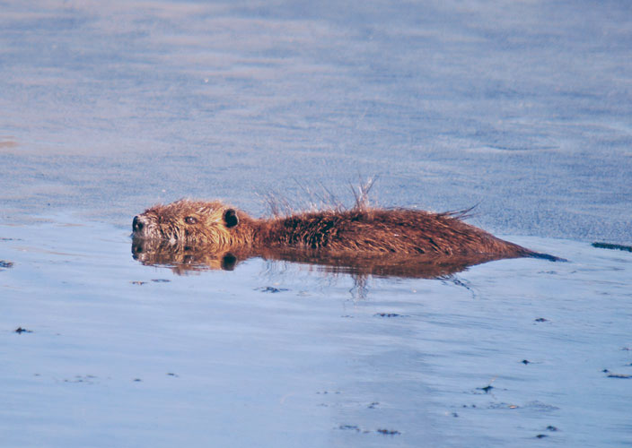 Nutria