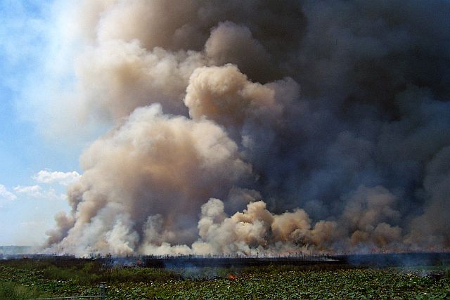 Prescribed Burn - 2005