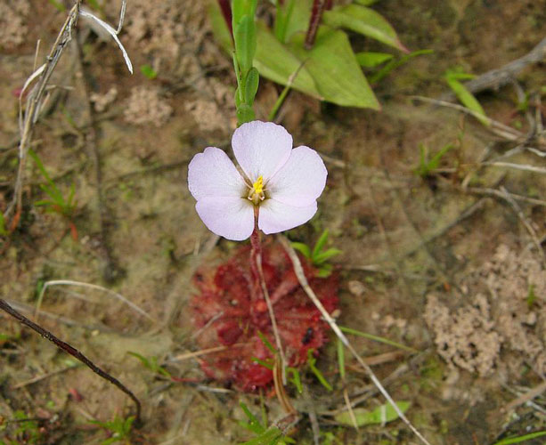 Dwarf Sundew