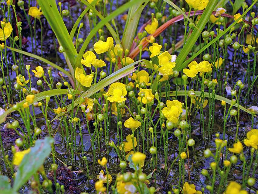 Utricularia gibba