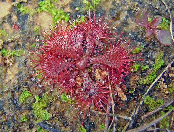 Dwarf Sundew