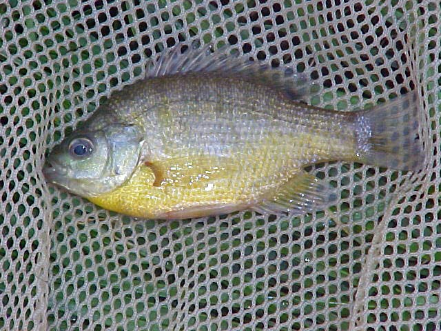 Bluegill