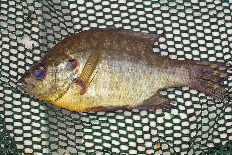 Redear Sunfish