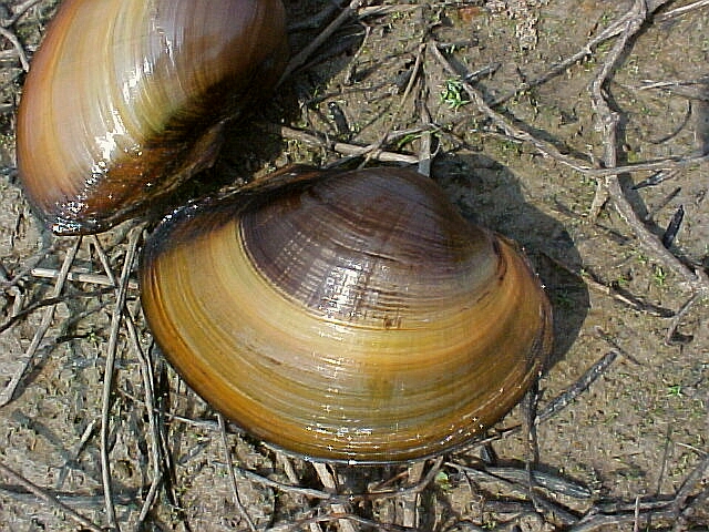Flat Floater  (Anodonta suborbiculata)